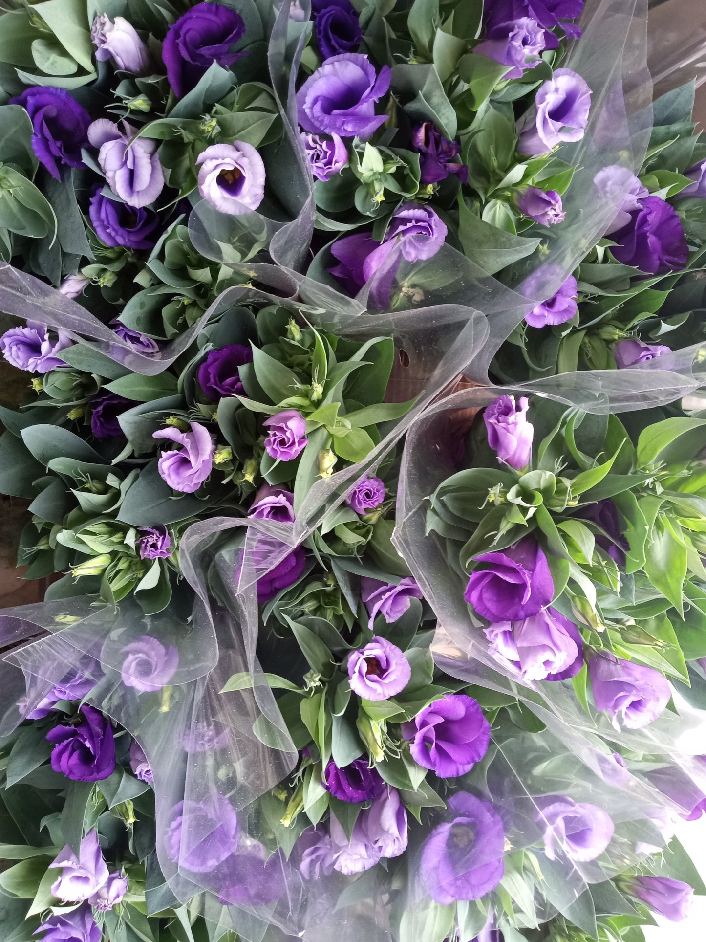 Purple Lisianthus