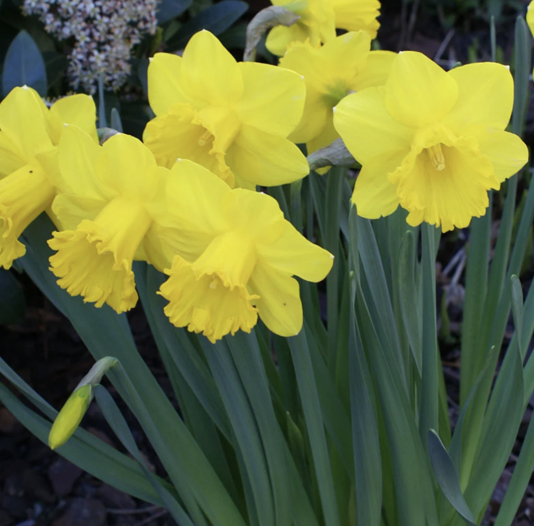 Daffodils