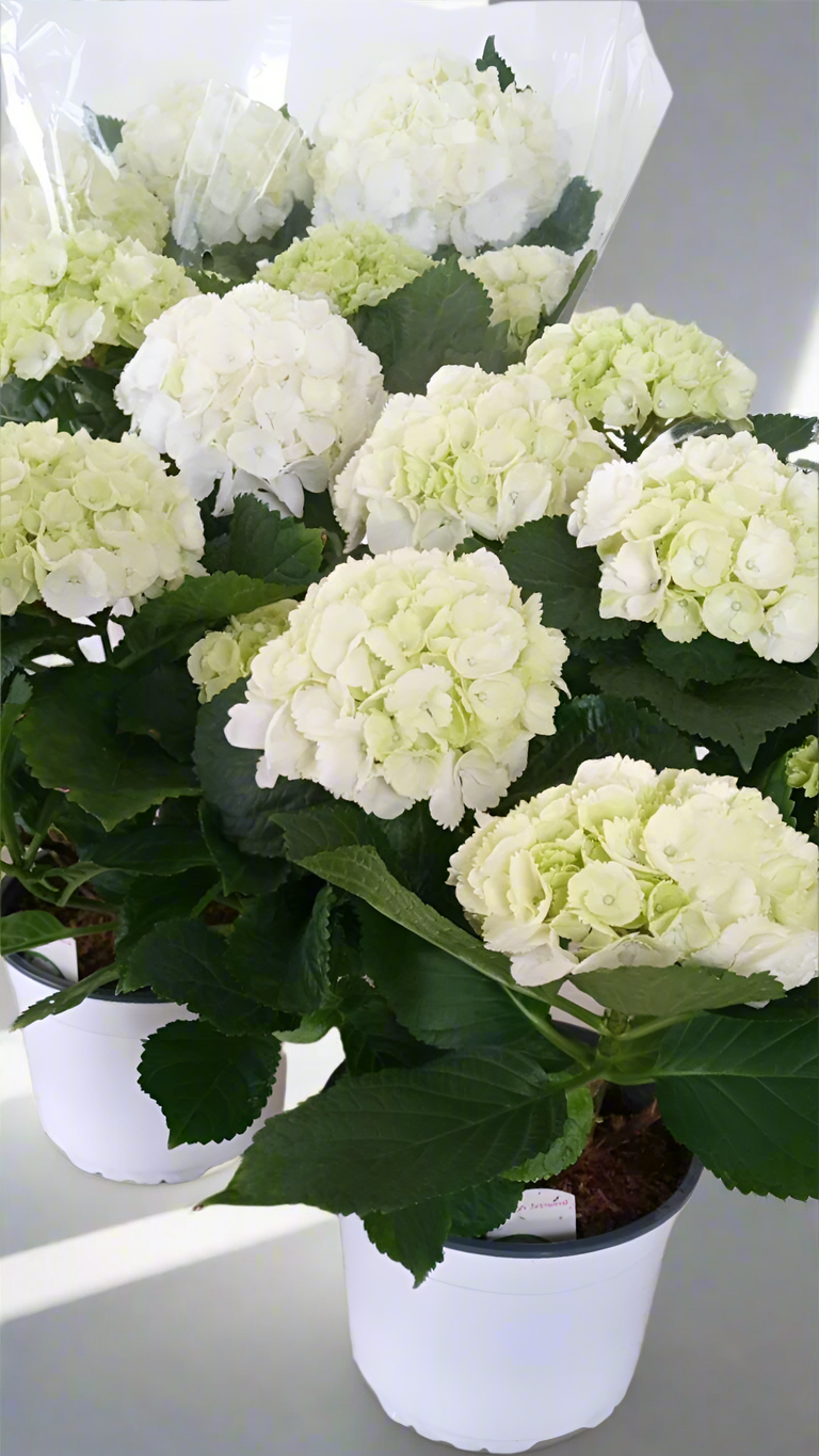 Hydrangeas