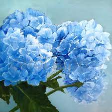 Hydrangeas