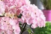 Hydrangeas