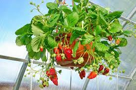 Strawberry Hanging Baskets