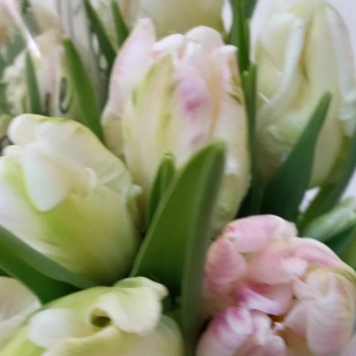 Fresh Cut Specialty Parrot Tulips