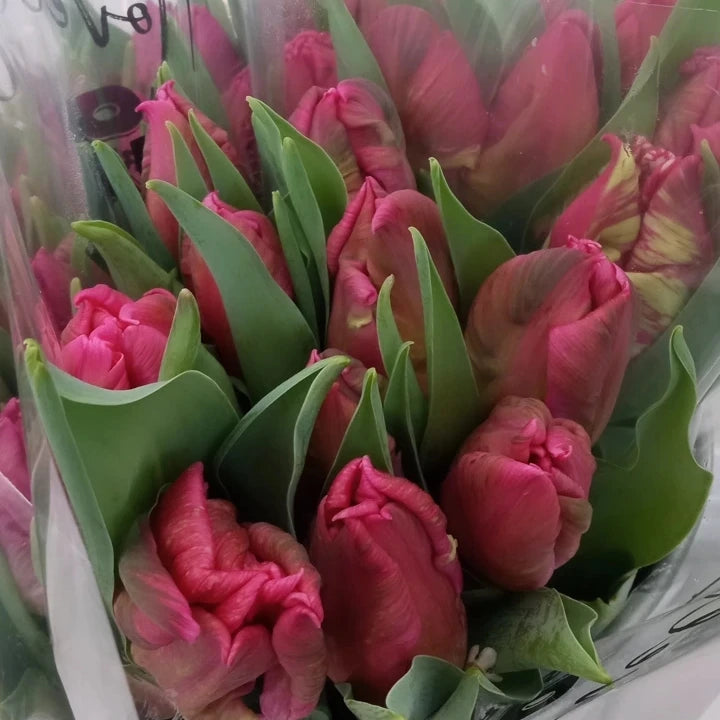 Fresh Cut Specialty Parrot Tulips