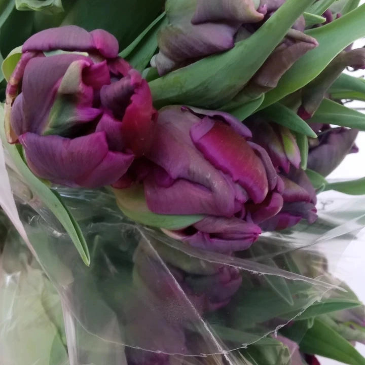 Fresh Cut Specialty Parrot Tulips