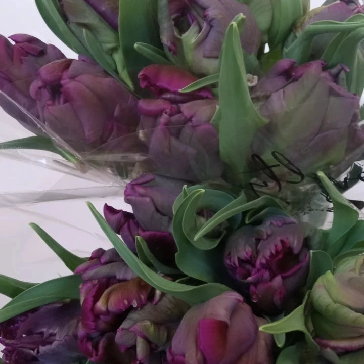 Fresh Cut Specialty Parrot Tulips