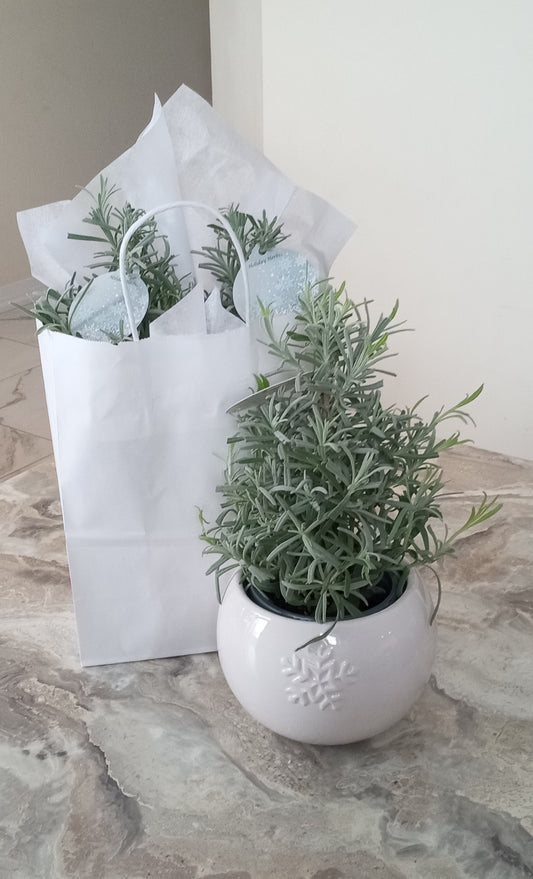 Lavender Mini Christmas Trees