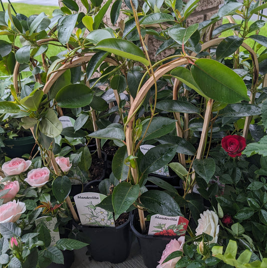 Mandevilla