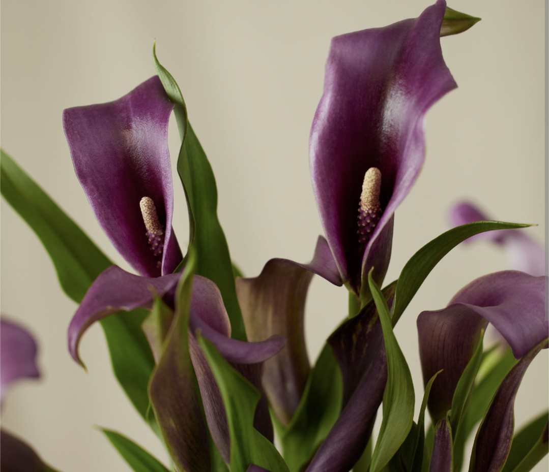 Calla lilies