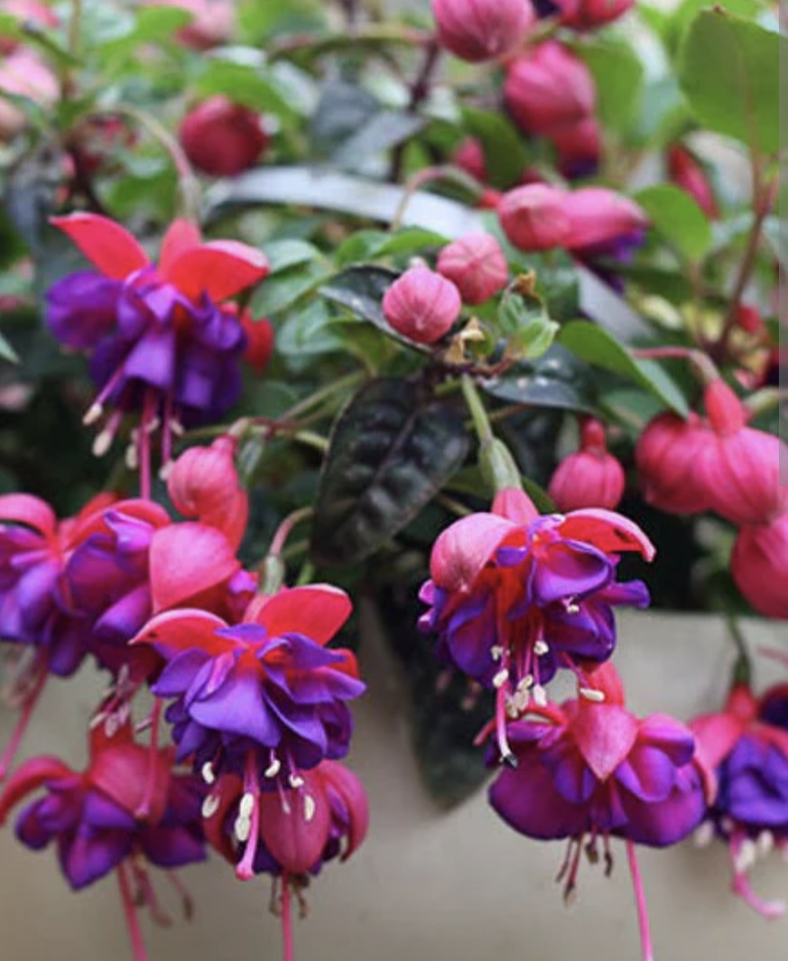 Fuschia hanging baskets