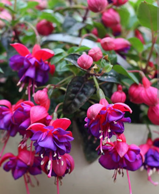 Fuschia hanging baskets