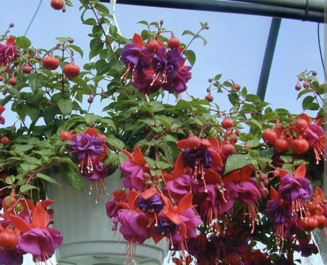 Fuschia hanging baskets