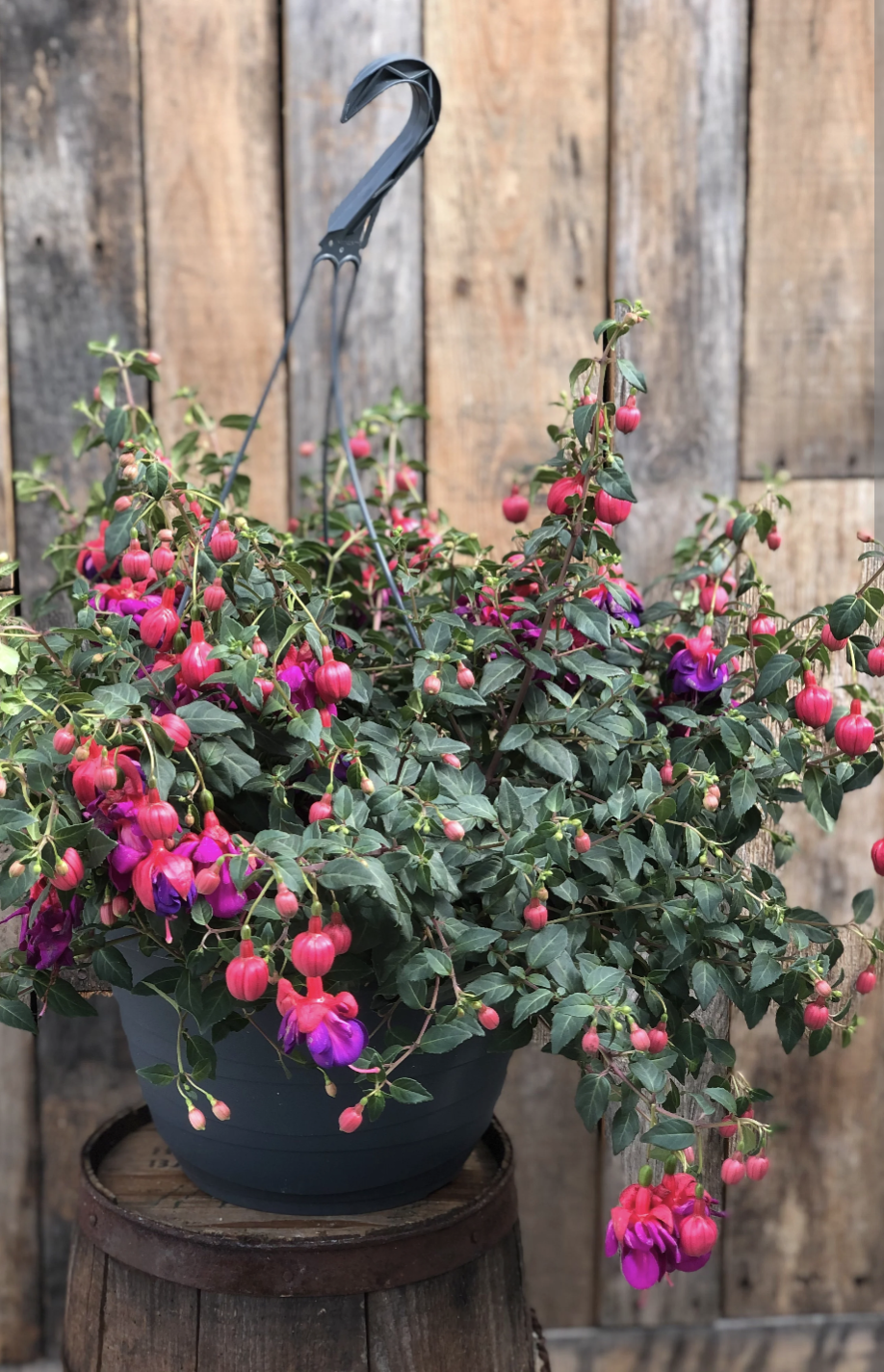 Fuschia hanging baskets