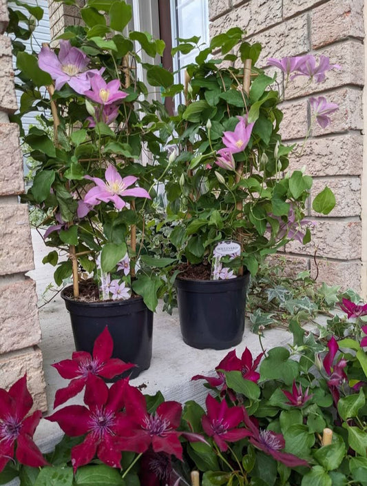 Clematis