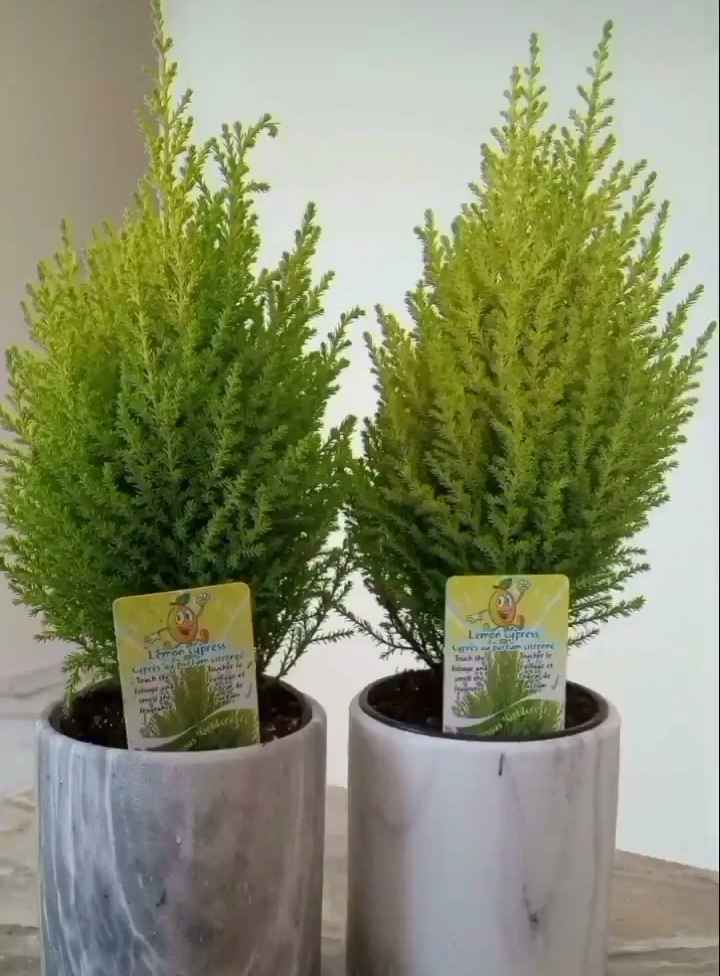 Goldcrest Lemon Cypress Mini Christmas Trees