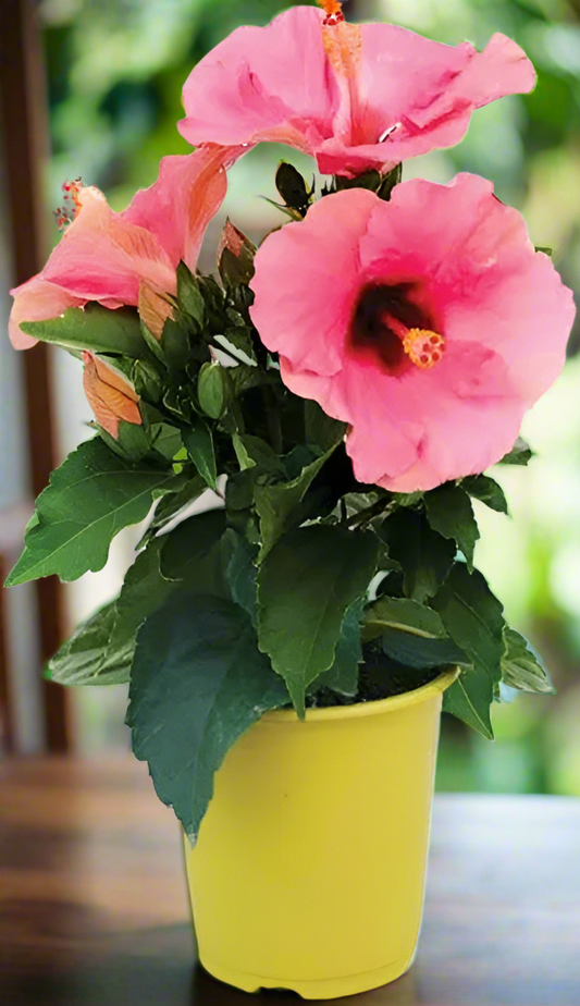Hibiscus