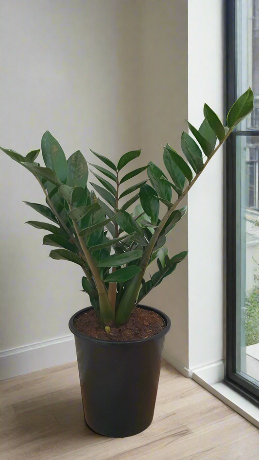 ZZ Plant