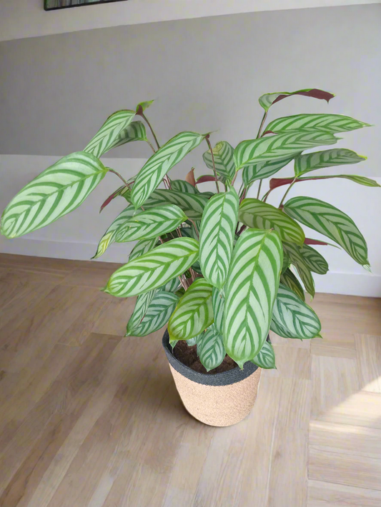 Calathea