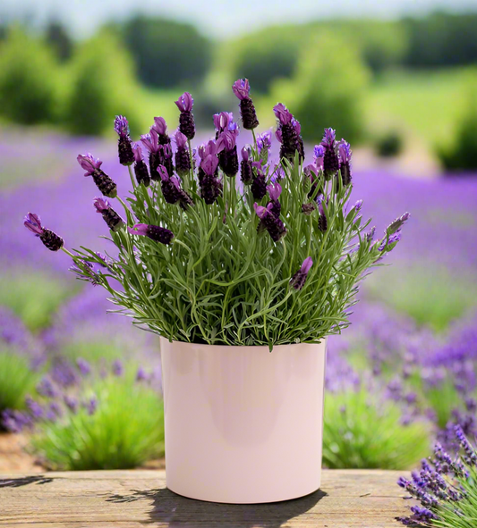 Lavener