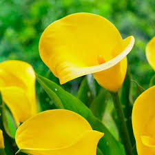 Calla lilies