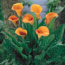 Calla lilies
