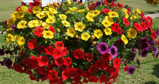 Million Bells Hanging Baskets
