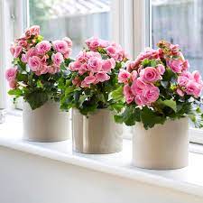 Begonias