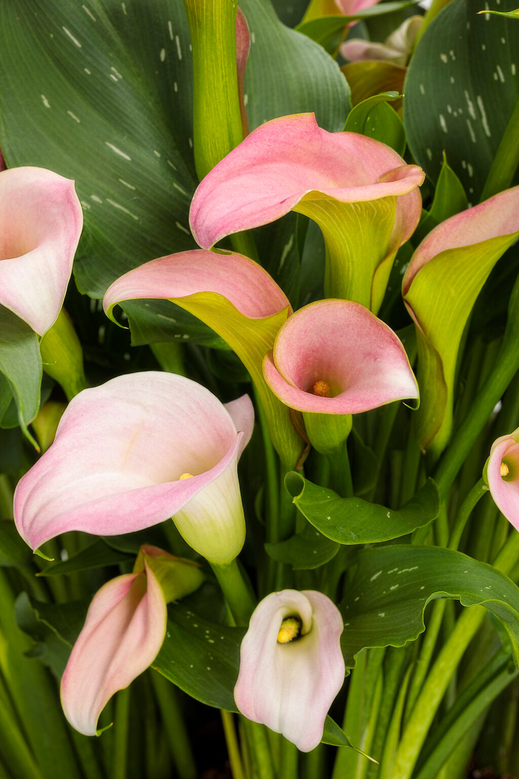 Calla lilies