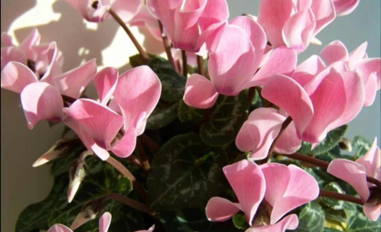 Cyclamen