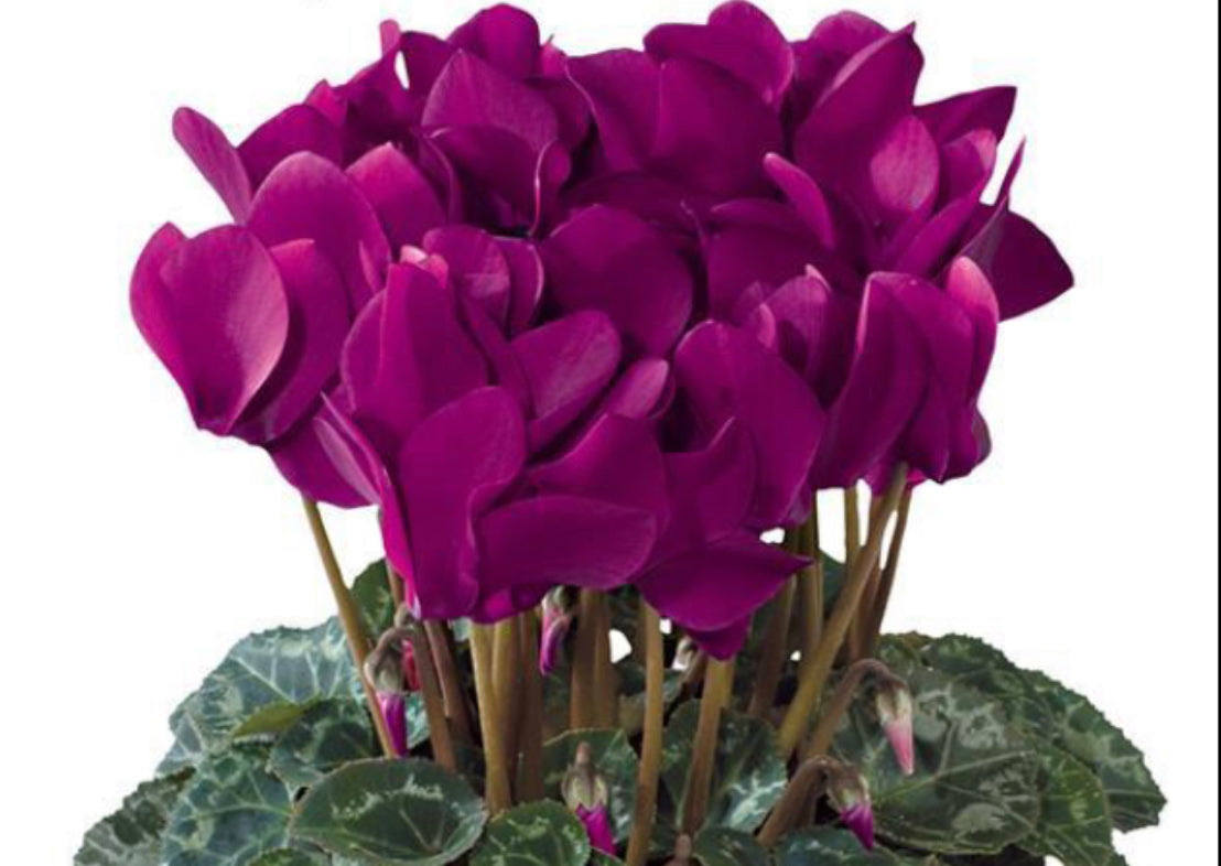 Cyclamen