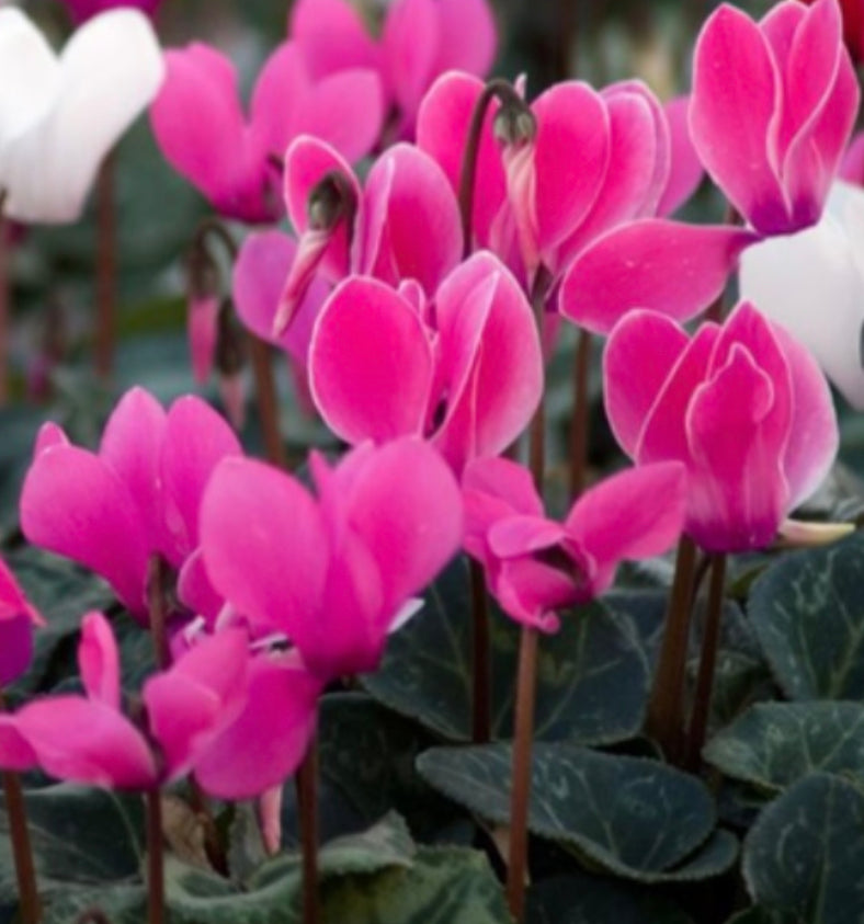 Cyclamen