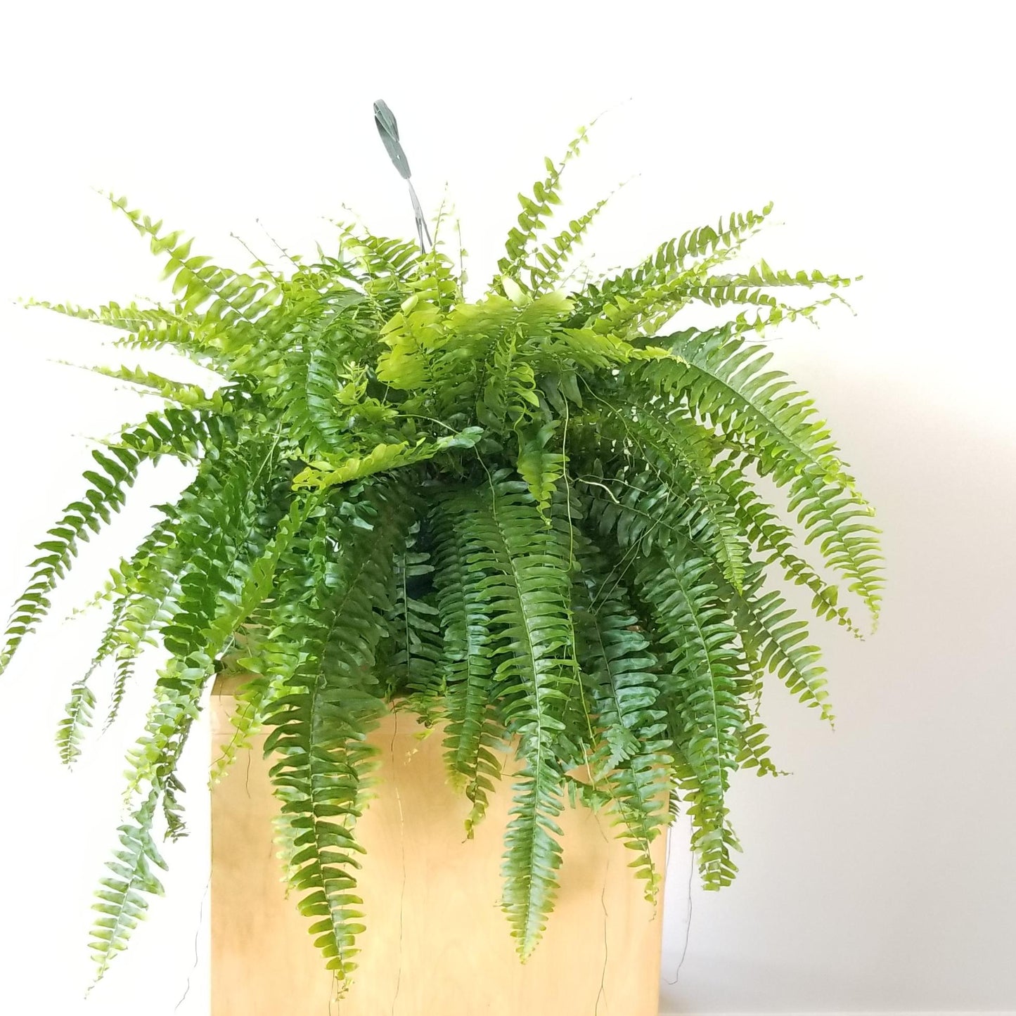 Boston Fern Hanging Plant