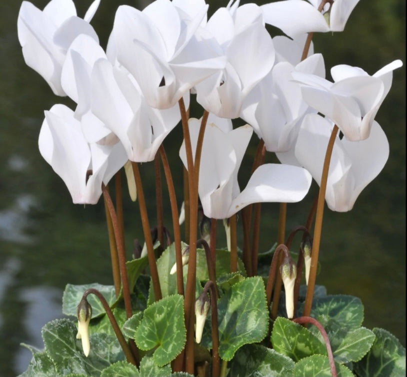 Cyclamen