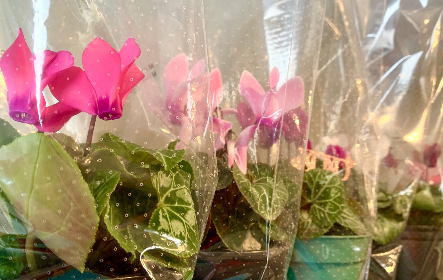 Cyclamen