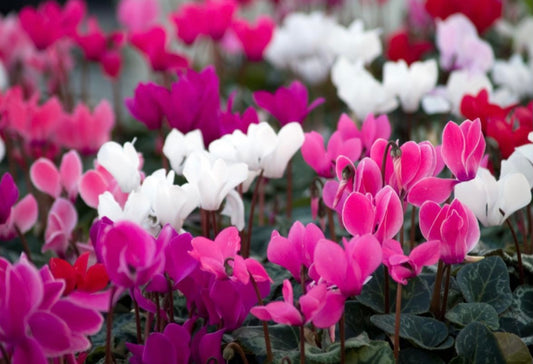 Cyclamen