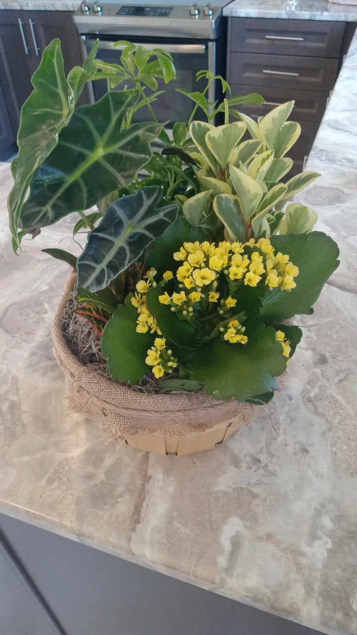 Tropical Plant Basket