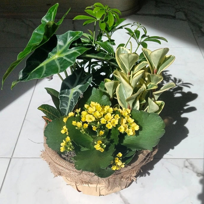 Tropical Plant Basket