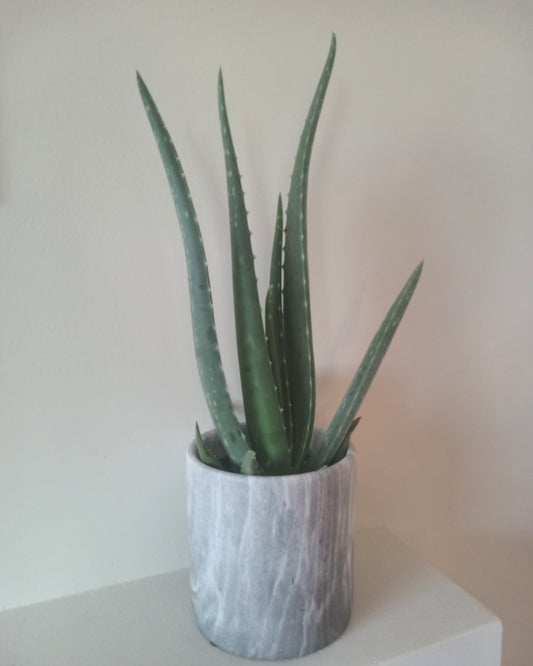 Aloe