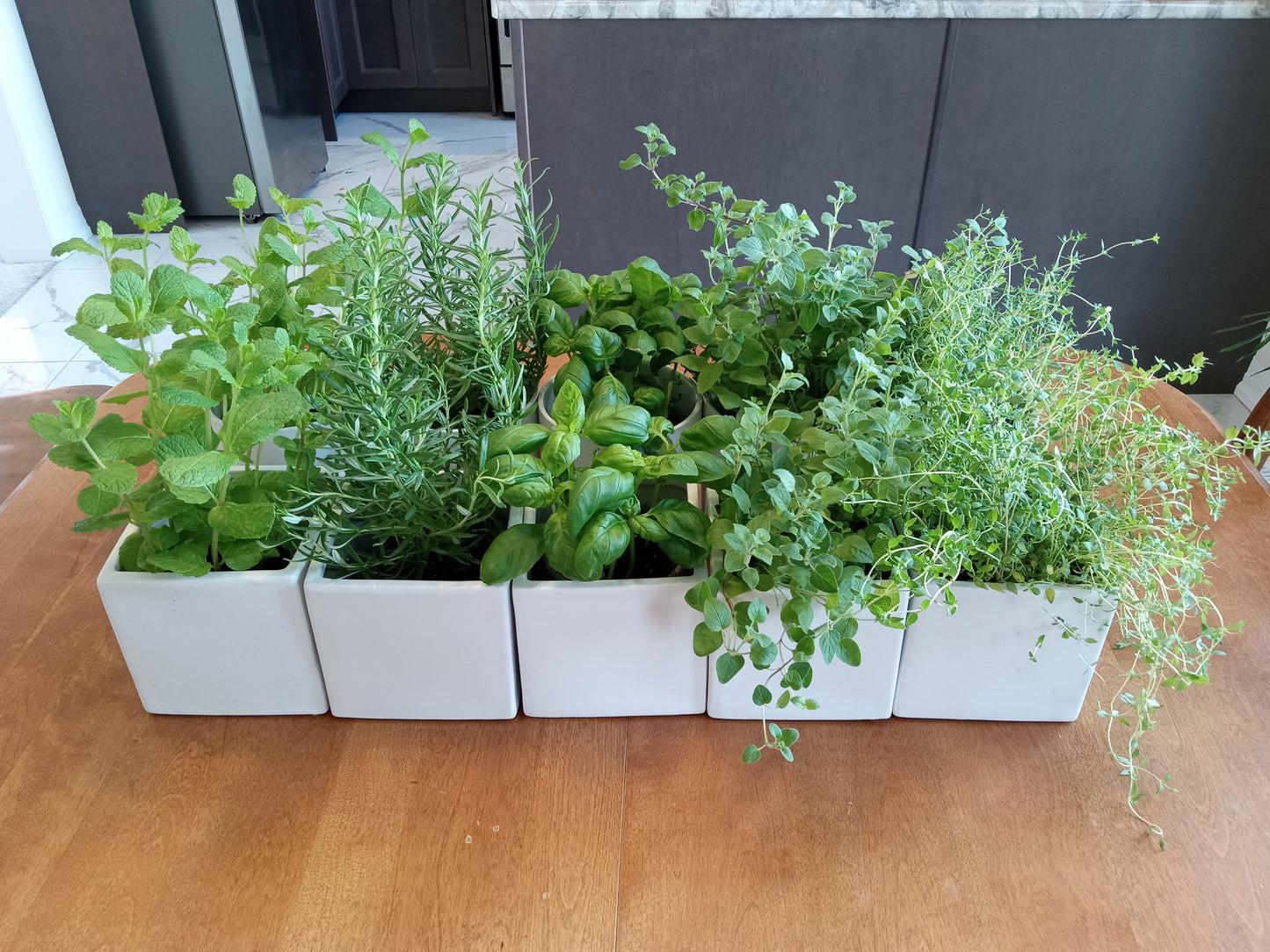 Potted Herbs