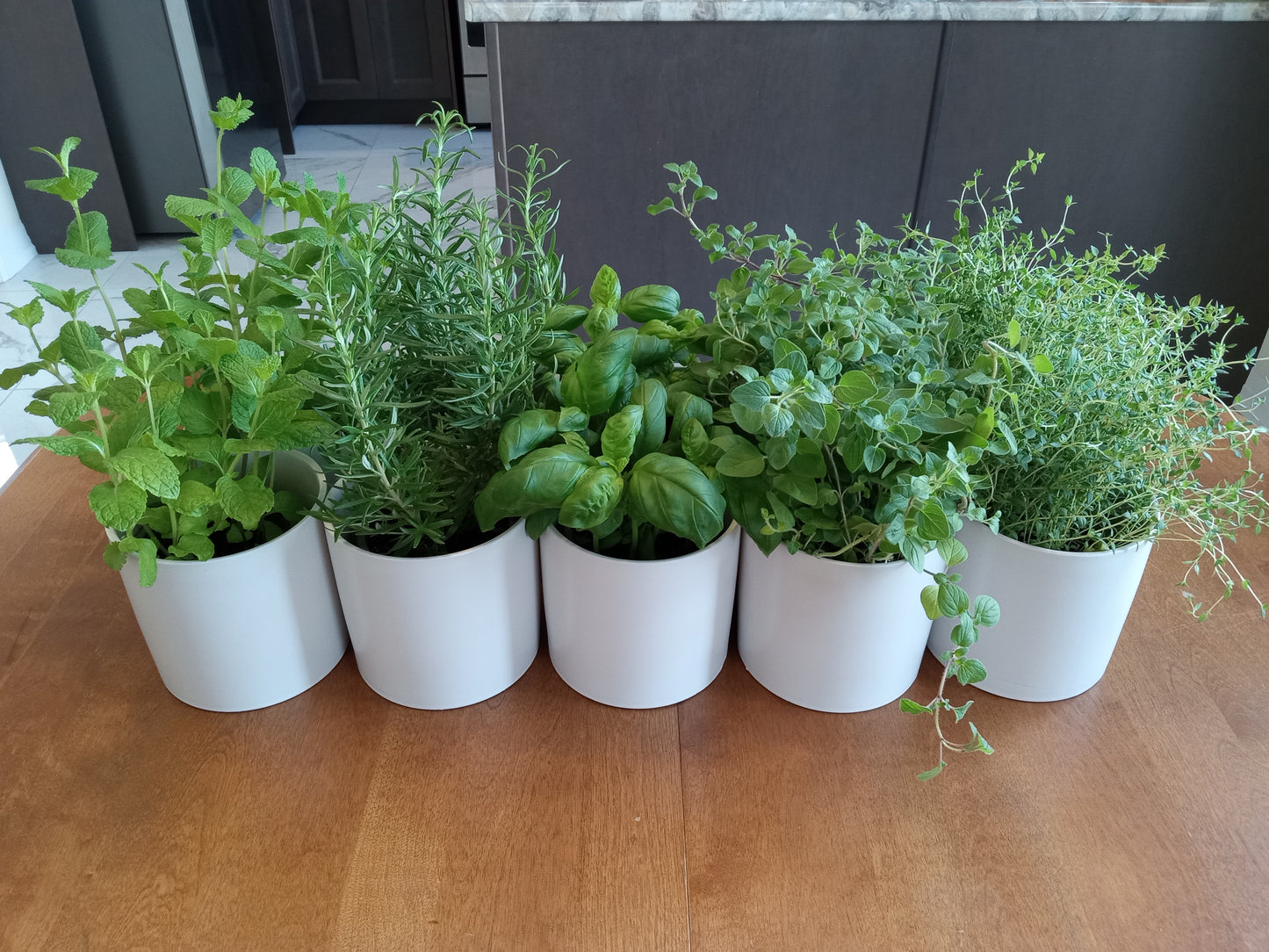 Potted Herbs