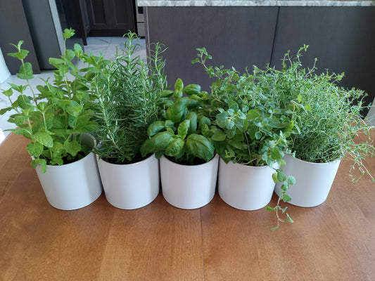 Potted Herbs