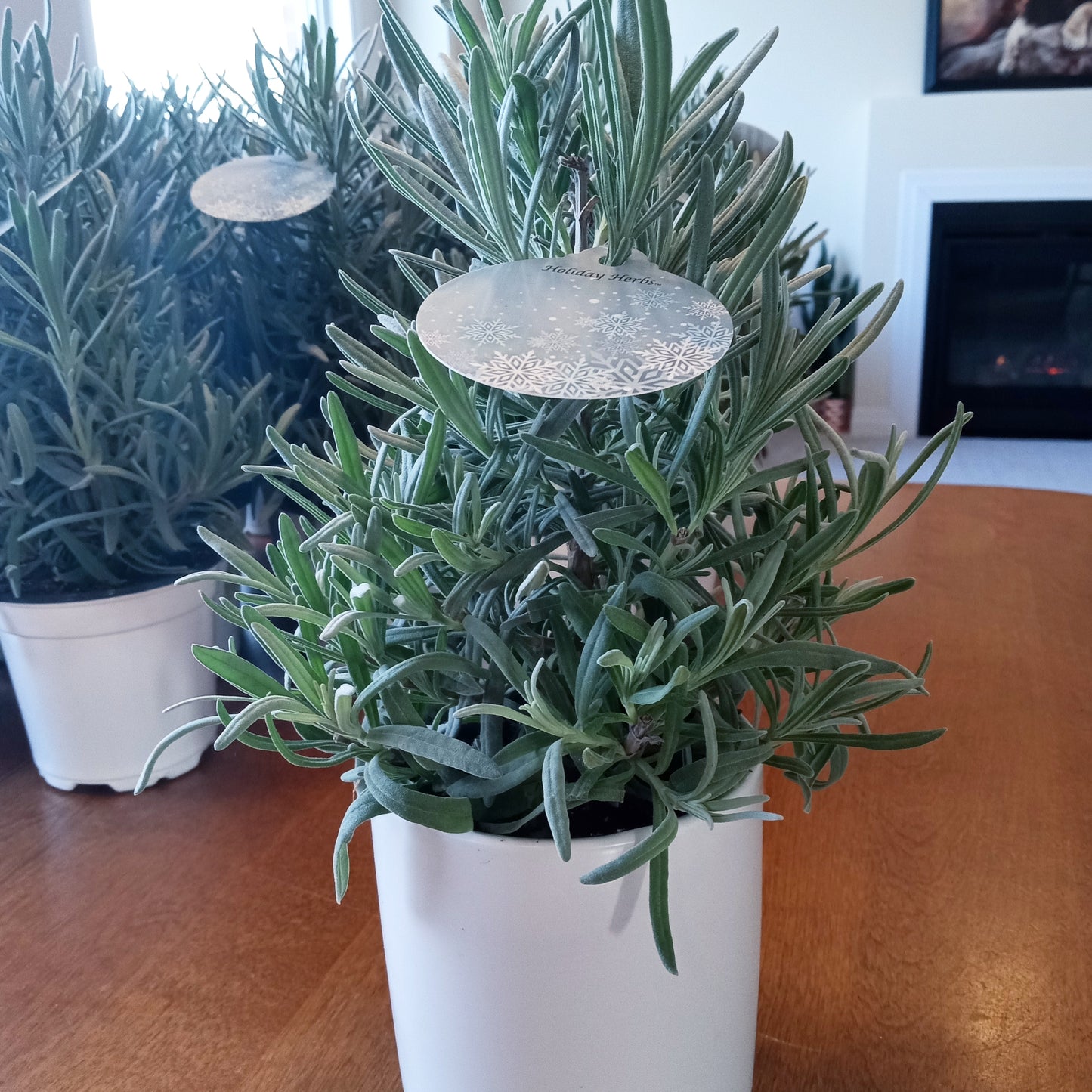 Lavender Mini Christmas Trees