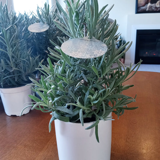 Lavender Mini Christmas Trees