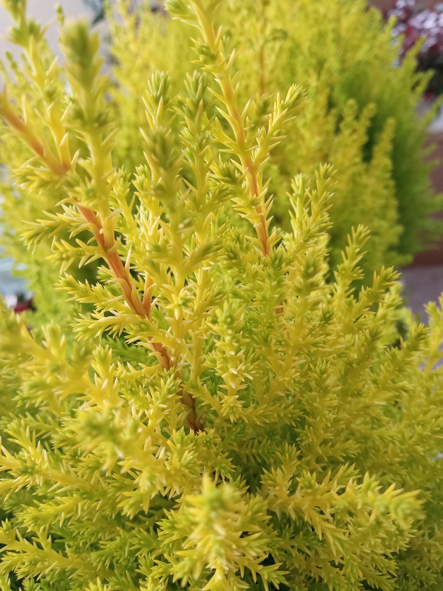 Goldcrest Lemon Cypress Mini Christmas Trees