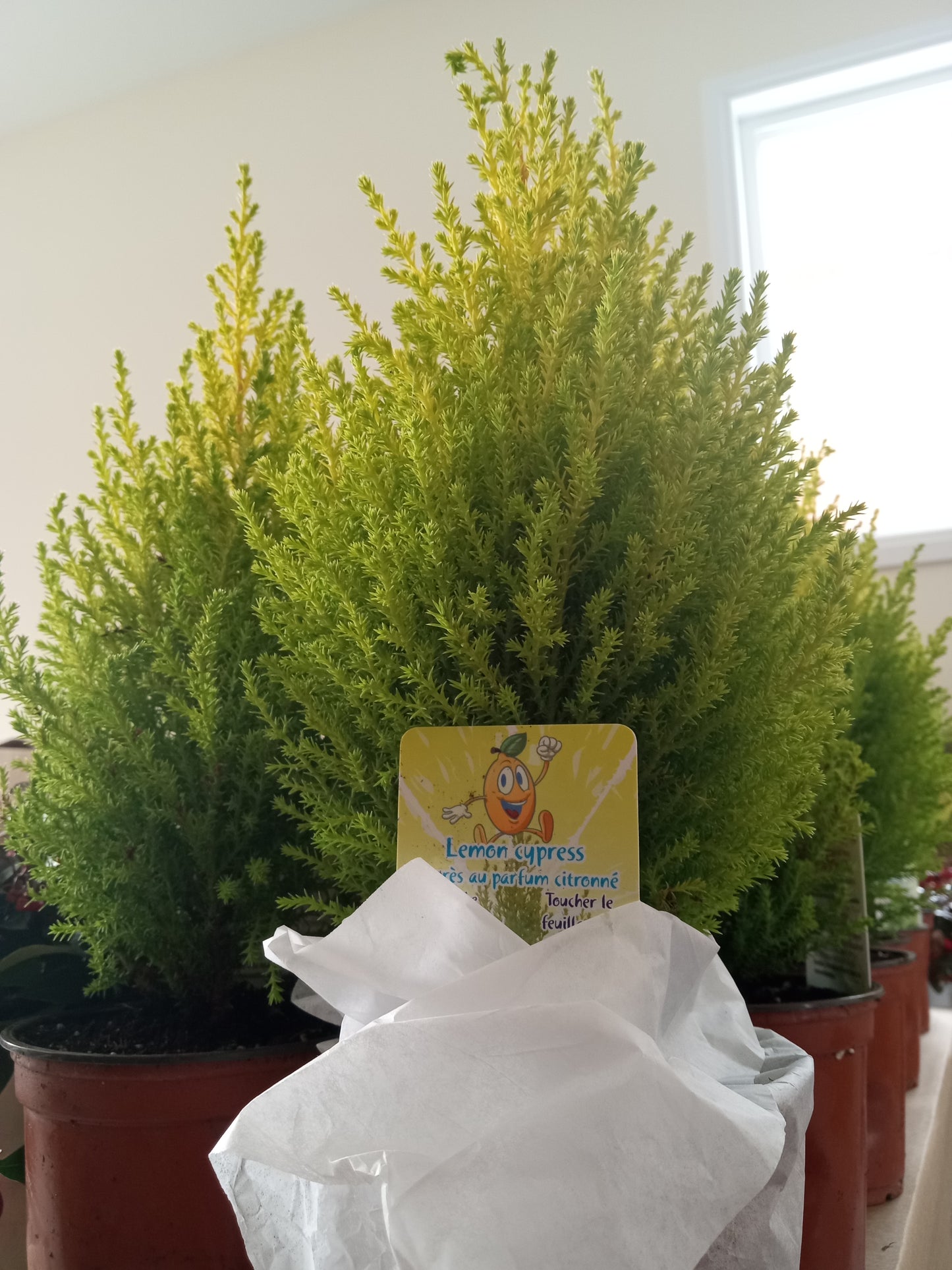 Goldcrest Lemon Cypress Mini Christmas Trees