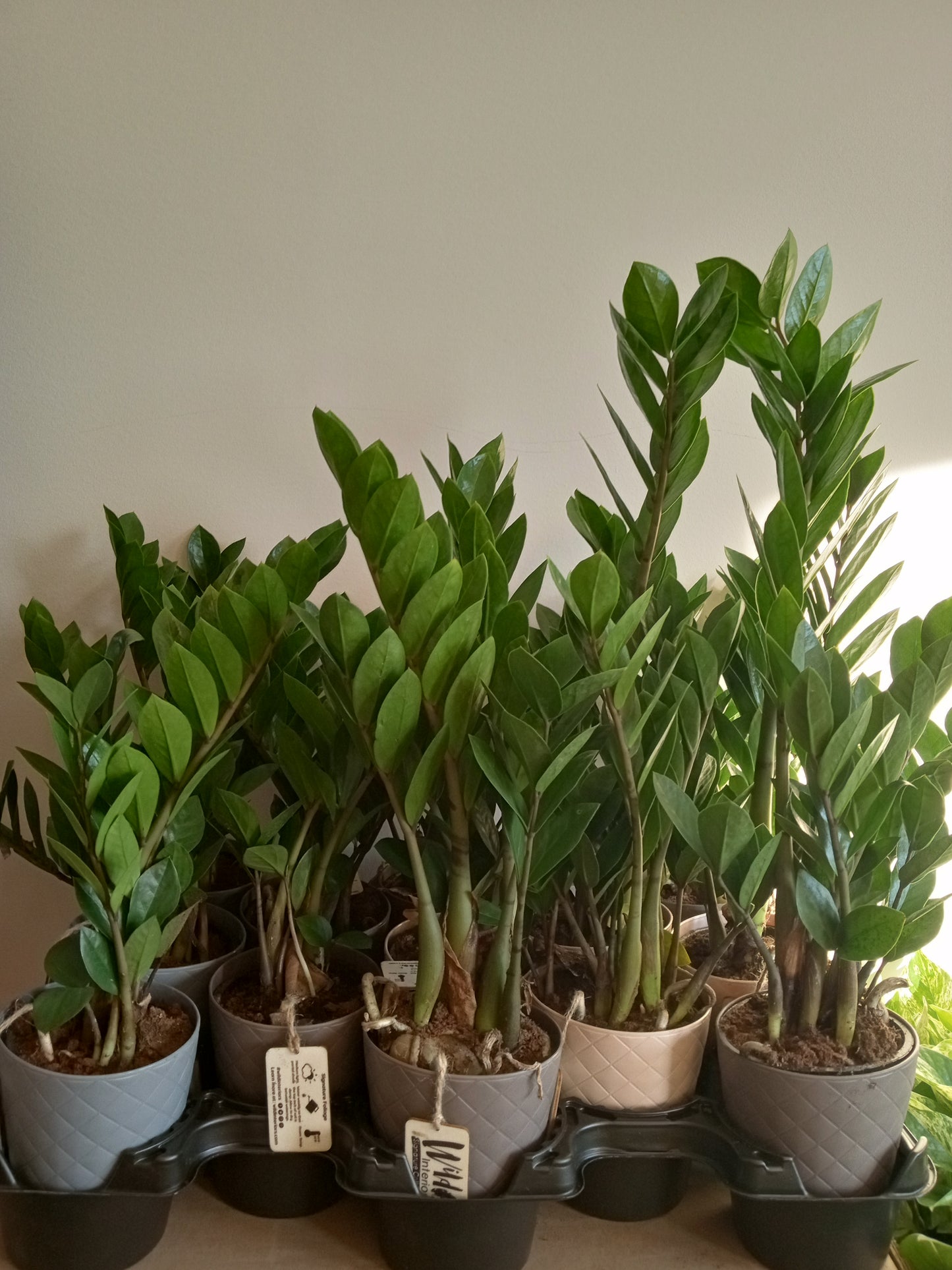 ZZ Plants