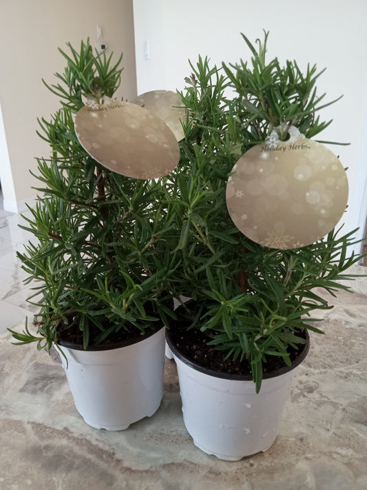 Rosemary Mini Christmas Trees