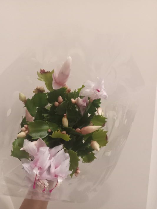 Blooming Christmas Cactus