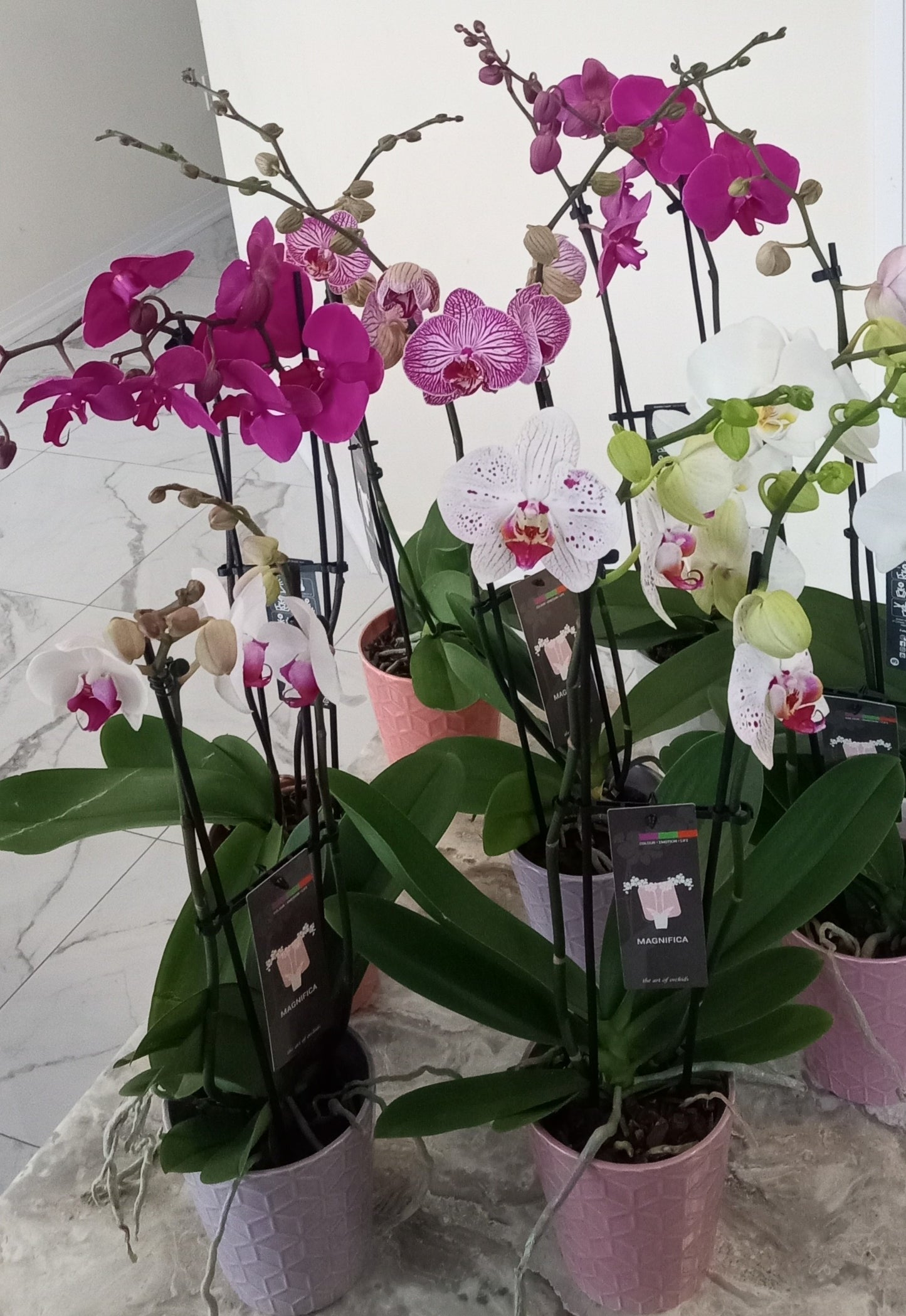 Phalaenopsis Orchids