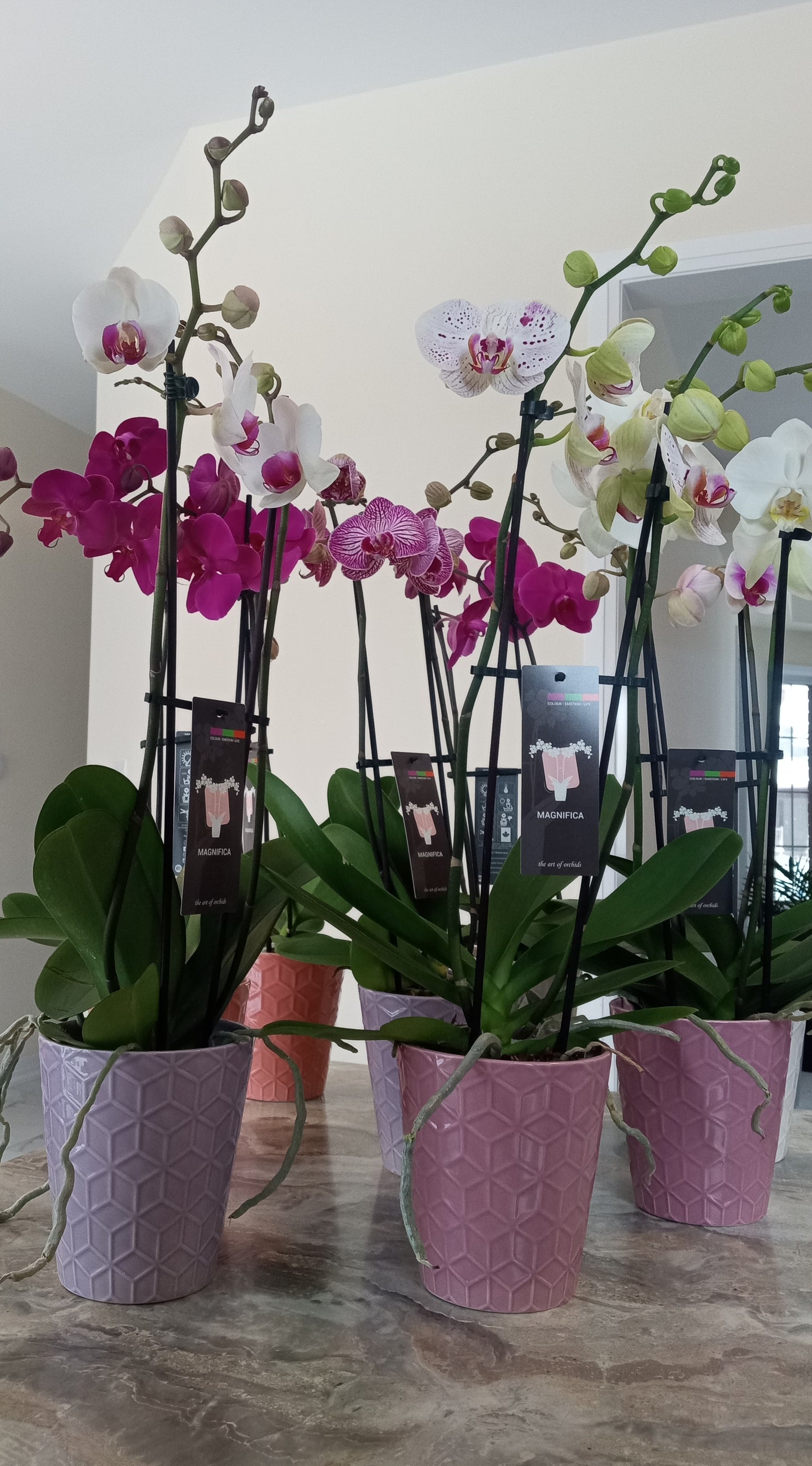 Phalaenopsis Orchids